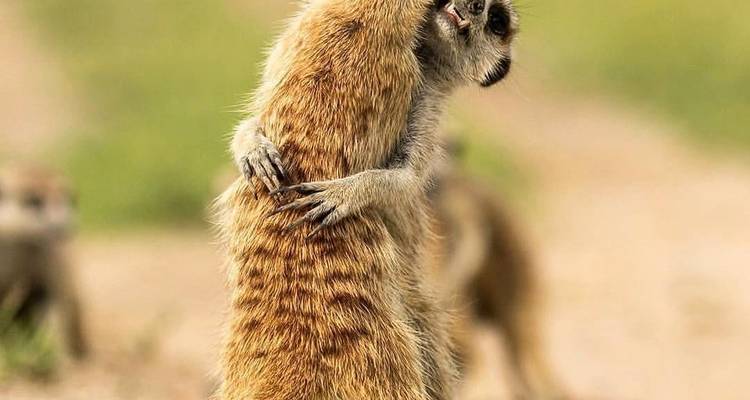 Twee stokstaartjes die elkaar omhelzen op een zandpad.