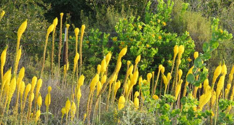 Hautes fleurs jaunes dans un cadre naturel avec des buissons verts.