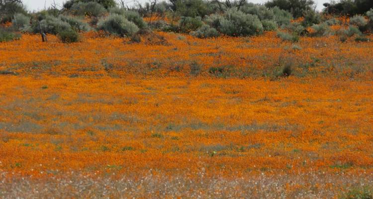 Champ couvert de fleurs orange vives et de buissons verts.