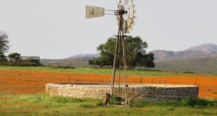 Un moulin à vent et une structure de pierre circulaire dans un champ de fleurs oranges.