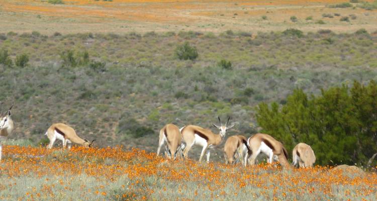 Springboks paissant dans un champ avec des fleurs oranges.