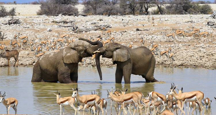Olifanten die speels met elkaar omgaan in een waterpoel met springbokken eromheen.