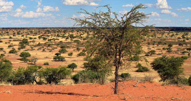 Schaarse struikvegetatie met een eenzame boom onder een blauwe lucht.