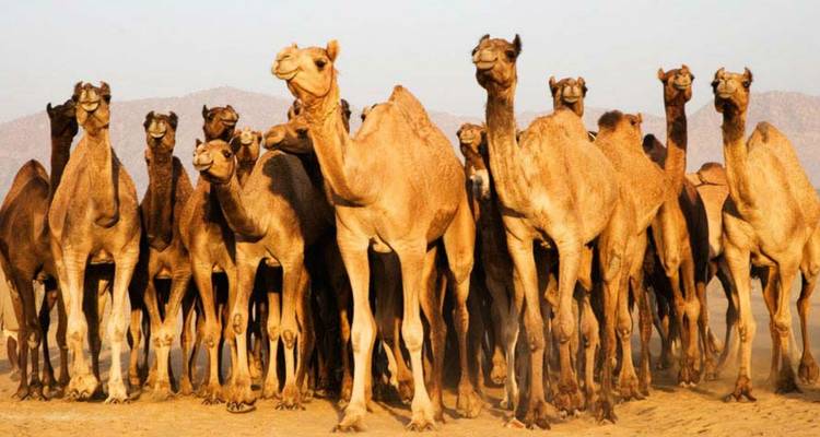 Un troupeau de chameaux debout dans le désert