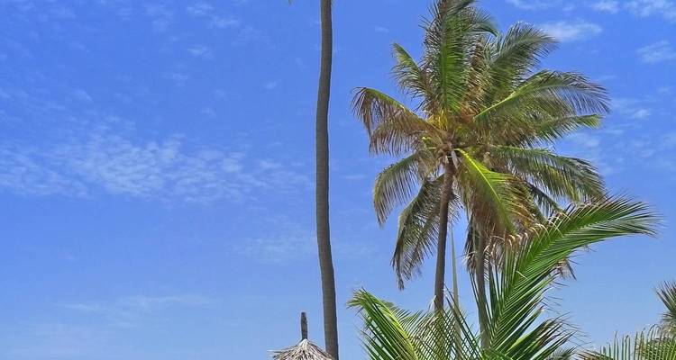 Palm trees against a bright blue sky.