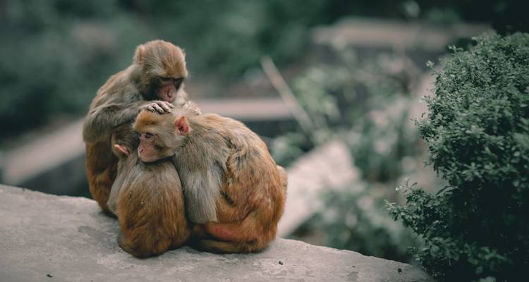 Monkeys sitting closely together on a ledge.