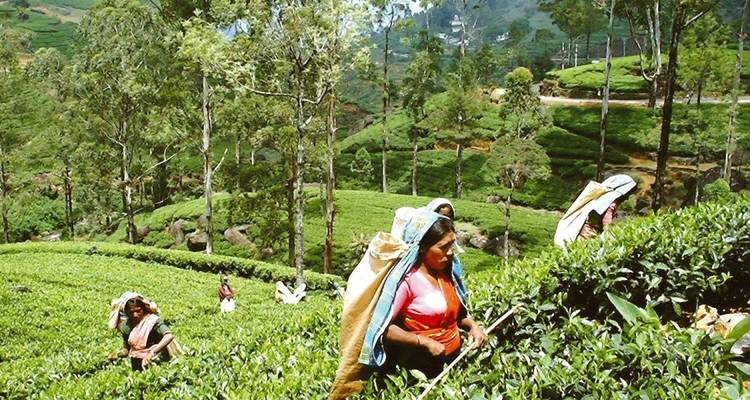 Des personnes travaillant dans une plantation de thé luxuriante avec des arbres environnants.