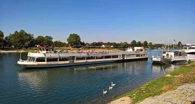 River cruise boat sailing on a wide calm river with swans and green banks on a clear day