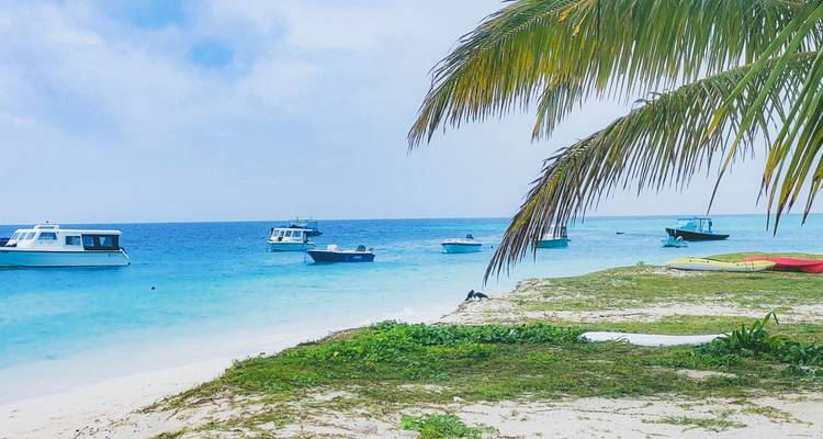 Plage avec des bateaux sur une eau turquoise bordée de palmiers.