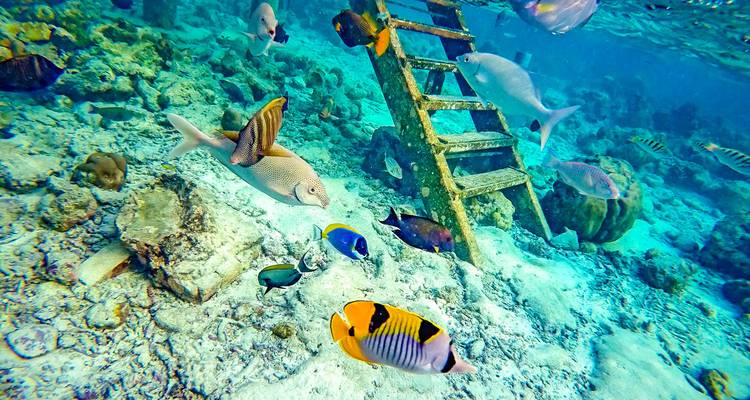 Underwater scene with colorful fish and an old ladder.