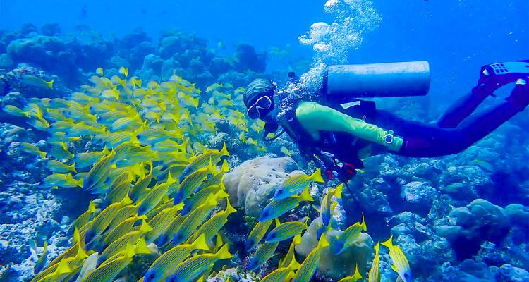Scuba diver surrounded by yellow fish underwater.