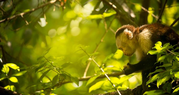 Singe capucin perché sur une branche examinant de la nourriture au milieu d'un feuillage de jungle luxuriant