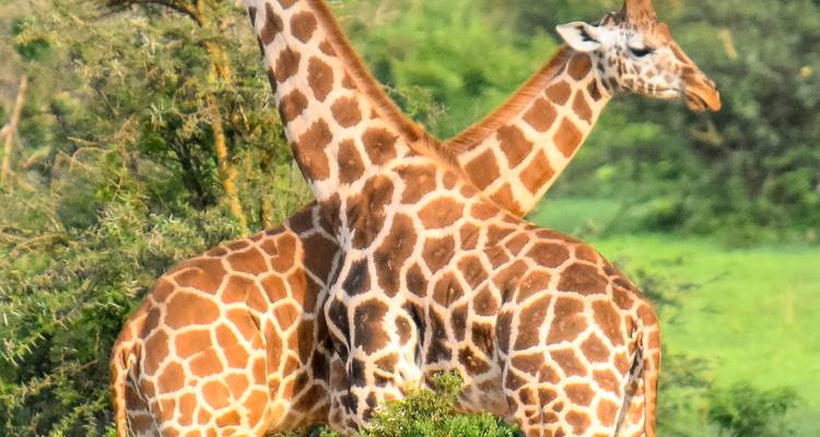 Twee giraffen in een weelderige groene savanne omgeving.