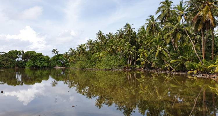 Laguna tranquila reflejando un denso bosque de cocoteros bajo el brillante cielo tropical