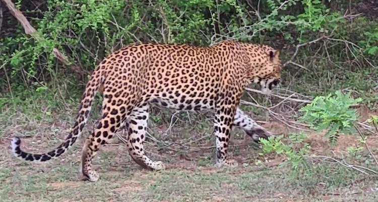 Luipaard loopt in het wild.