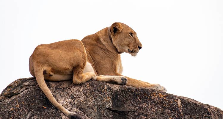 Löwin auf einem Felsen hockend, die Landschaft überblickend.