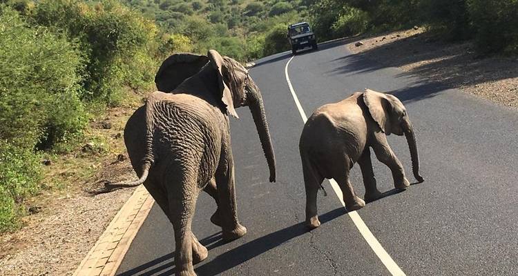 Zwei Elefanten gehen eine Straße entlang mit einem Touristenfahrzeug im Hintergrund.