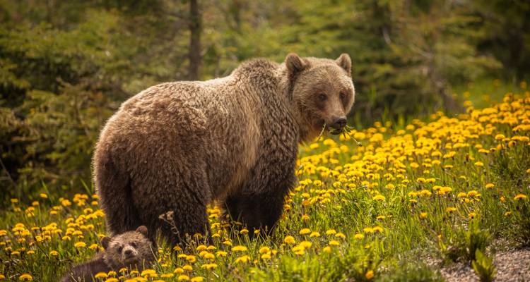 Ein Grizzlybär und sein Junges stehen inmitten eines Feldes mit gelben Wildblumen vor einer Waldkulisse.