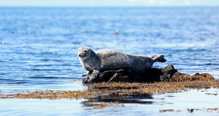 Le phoque commun se repose sur un rocher entouré d'une eau calme parsemée d'algues bleues.