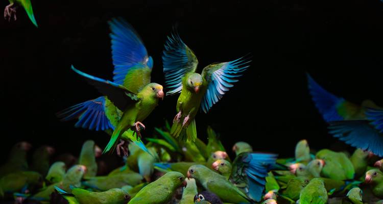 Lebendige grüne Sittiche mit blauen Flügeln, die über einer belebten Leckörtlichkeit im Flug eingefangen wurden.