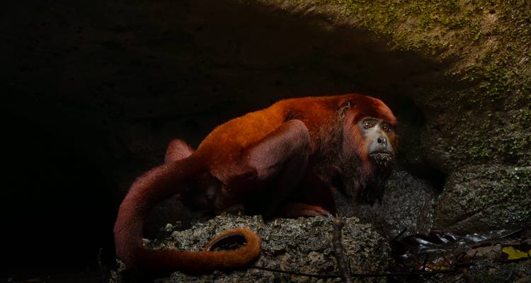 Nahaufnahme eines roten Brüllaffen, der auf einem Felsen in schwachem Dschungellicht kauert.
