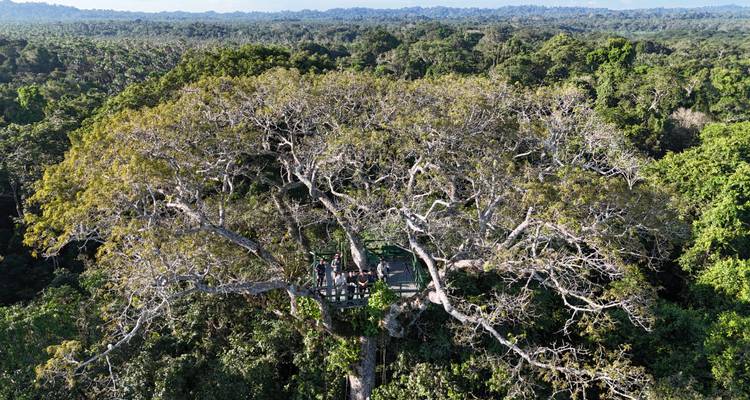 Aerial perspective of a canopy platform nestled high in the treetops of dense rainforest.