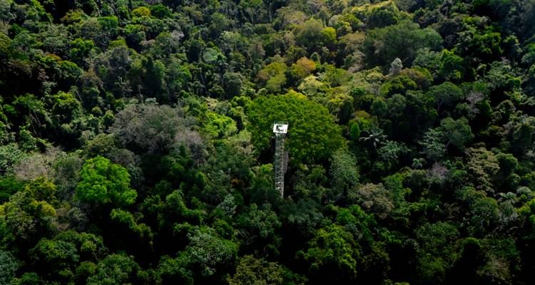 Drone view of endless rainforest with a solitary observation tower rising above the treetops.
