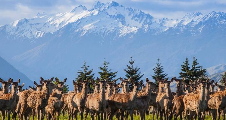 Groupe de cerfs devant des montagnes enneigées.
