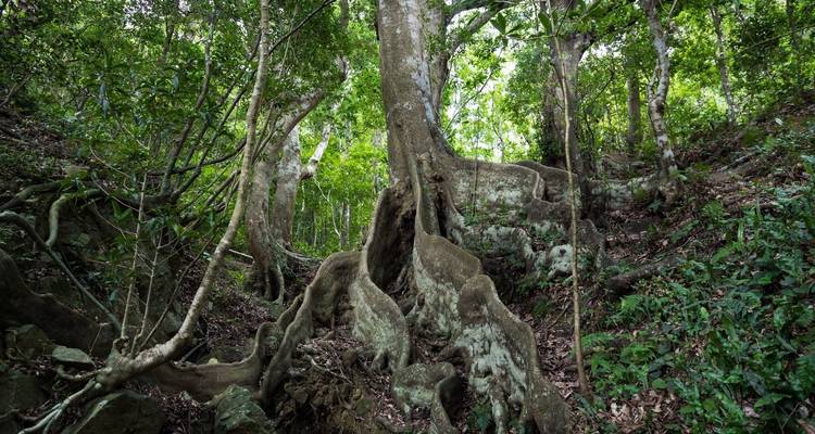 Serene forest scene with ancient trees and large, winding roots.