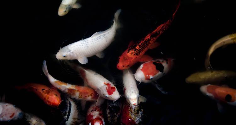 Colorful koi fish swimming in a pond.