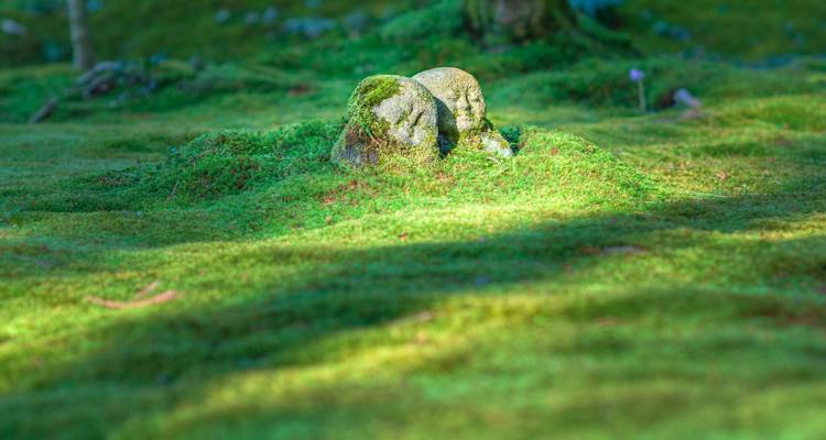 Moss covered rocks in a serene garden setting.