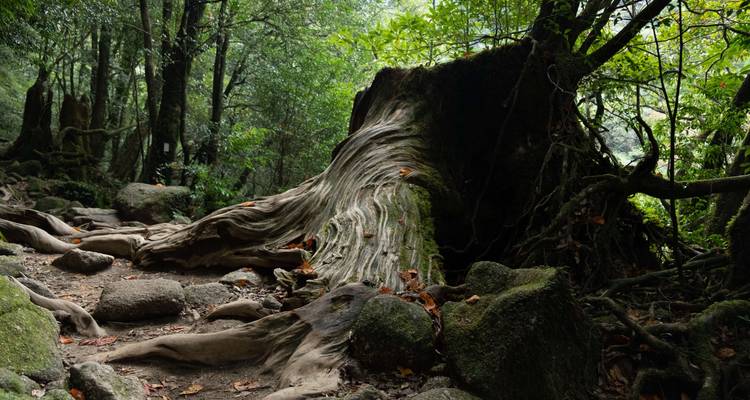 Dense forest with an ancient fallen tree.