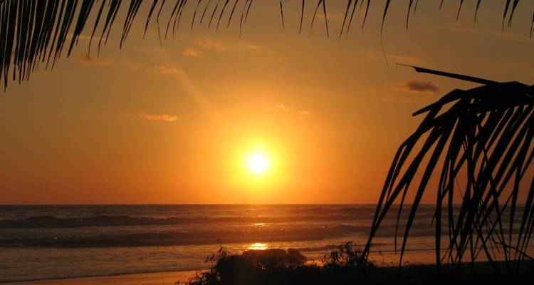 Golden sunset over a calm ocean viewed through palm leaves.