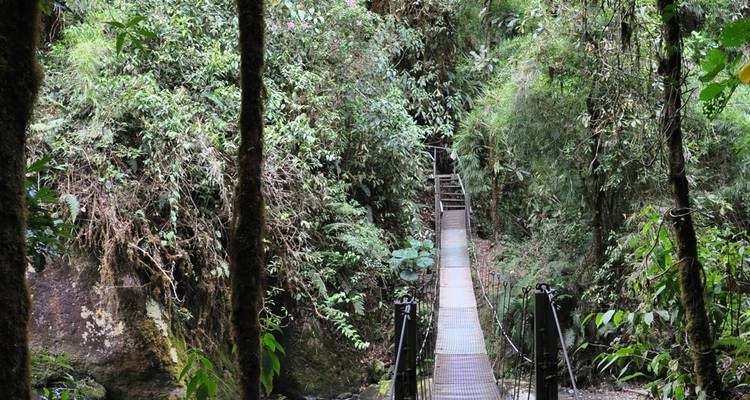 Suspension bridge over a forested area with lush vegetation.