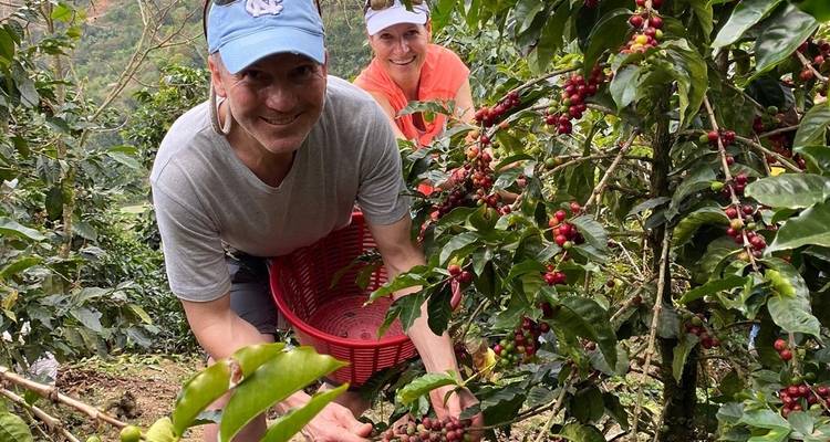 Two people harvesting coffee cherries in a lush green plantation.