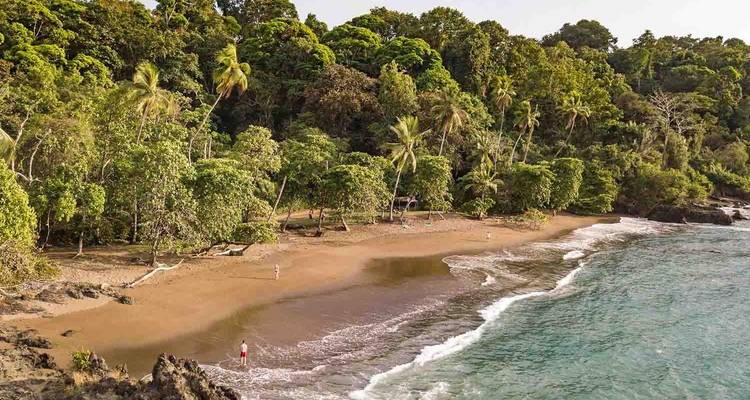 Tropical beach with dense forest and waves.