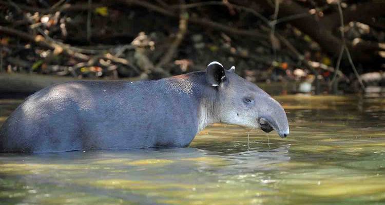 Tapir de Baird debout partiellement immergé dans une rivière de jungle
