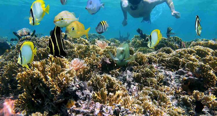 Plongeur avec tuba explorant un récif corallien vibrant grouillant de poissons colorés