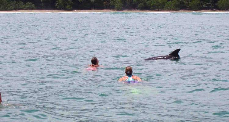 Trois nageurs en eau libre observant un dauphin qui fait surface à proximité