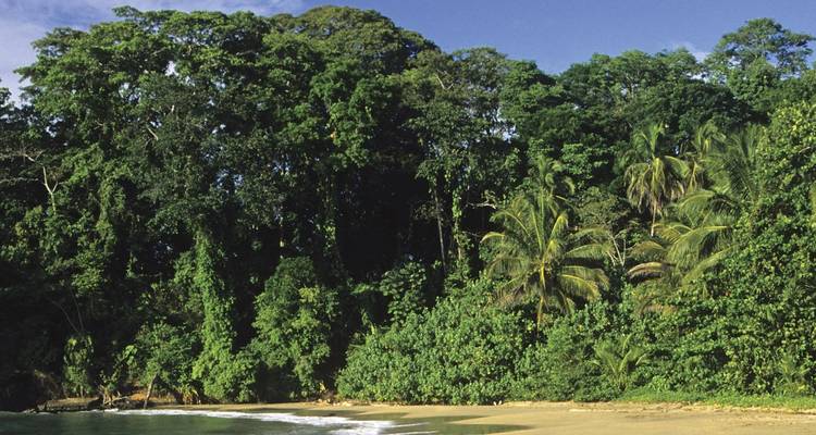 Dense tropical rainforest with a sandy beach by a calm ocean.