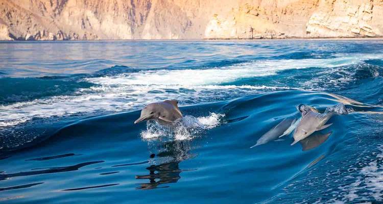 Delfines saltando en el agua con acantilados rocosos de fondo.