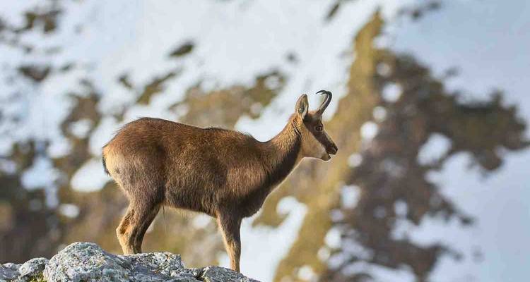 A mountain goat standing on a rocky peak.