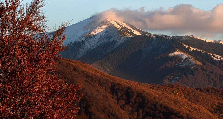 Autumnal scene with a snow-capped mountain peak and vibrant trees.