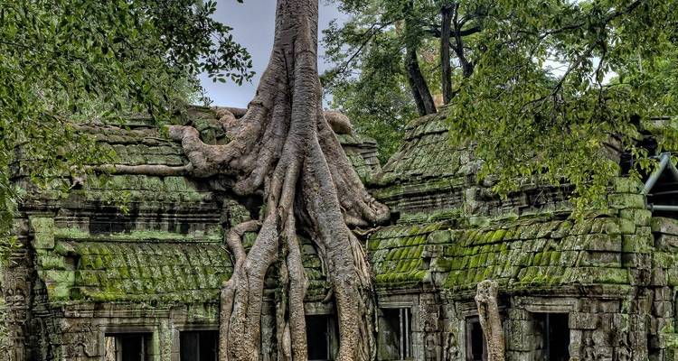 Tree roots engulfing ancient temple ruins at Angkor Wat.