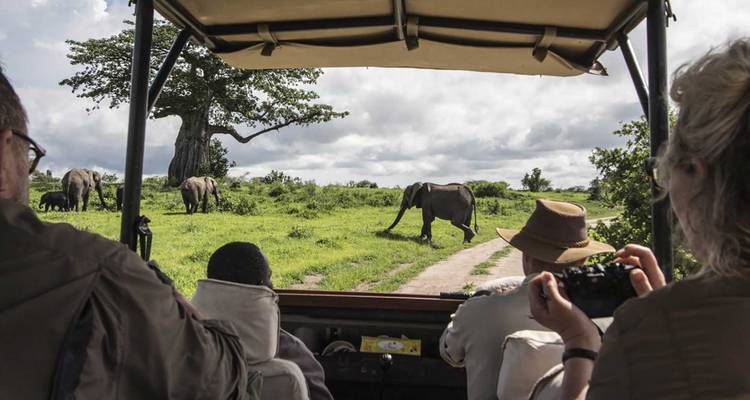 Menschen in einem Safari-Fahrzeug beobachten Elefanten in einer grasbewachsenen Landschaft.