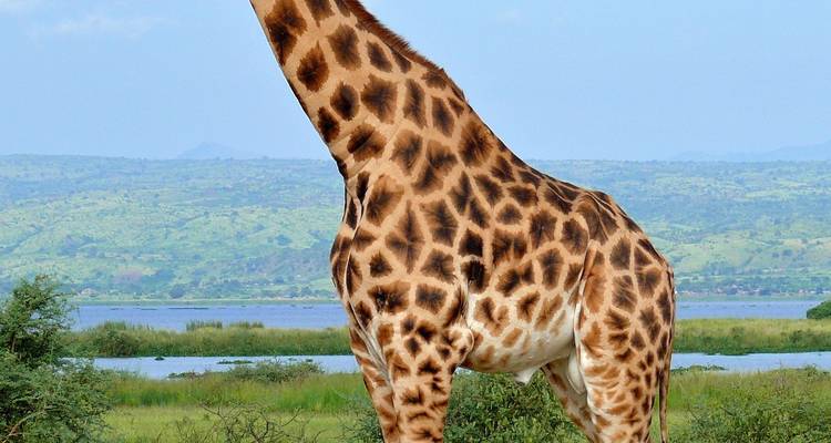 Eine einsame Giraffe, die in einer Landschaft mit einem entfernten See und Hügeln steht.