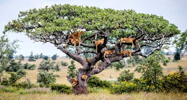 Mehrere Löwen, die auf einem Baum ruhen, mit einer Savannenlandschaft im Hintergrund.