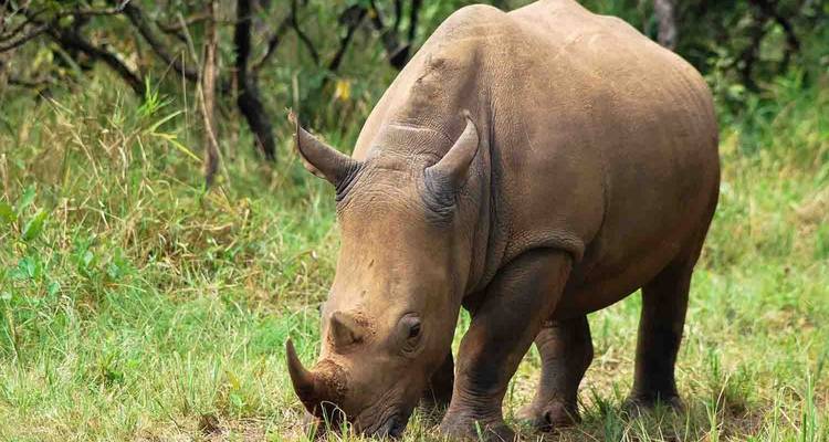 Un rhinocéros qui broute dans une zone herbeuse.