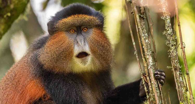 Un singe aux yeux expressifs accroché à un arbre.