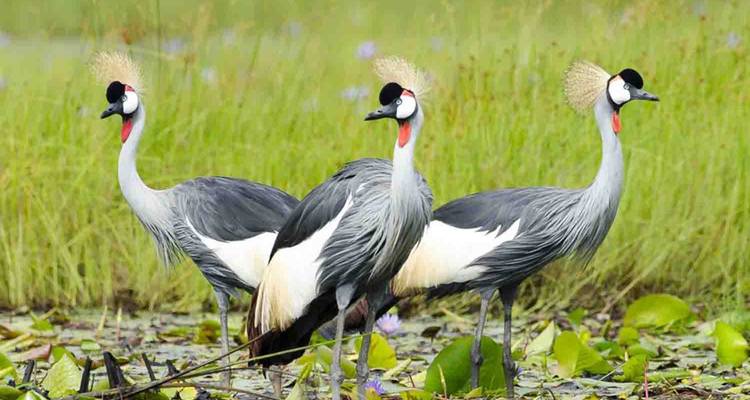 Trois grues couronnées grises se tenant dans un marécage.